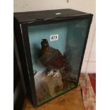 CASED TAXIDERMY OF A GROUSE