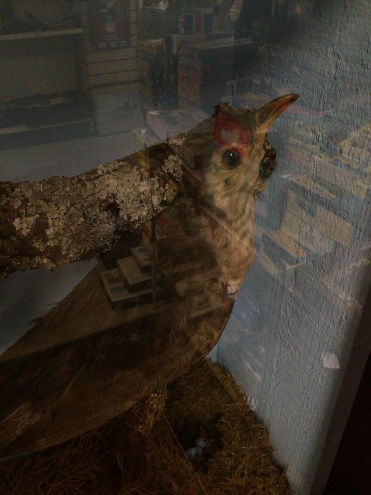 A CASED TAXIDERMY OF A CUCKOO - Image 4 of 5