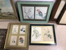 FRAMED AND GLAZED PRINTS, FLOWERS, AND BIRDS, THE LARGEST 67 X 53CM