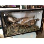 TWO TAXIDERMY PARTRIDGES IN GLASS CASE, 91 X 56CM