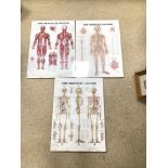 THREE ANATOMICAL CHARTS BY PETER BACHIN, 70 X 50CM