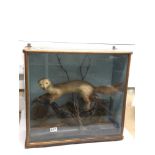 VINTAGE TAXIDERMY OF A STOAT IN GLASS CASE