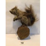 WALL-MOUNTED TAXIDERMY SQUIRREL STANDING ON LOG BASE A/F. BEING 26CM IN HEIGHT