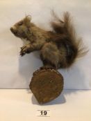 WALL-MOUNTED TAXIDERMY SQUIRREL STANDING ON LOG BASE A/F. BEING 26CM IN HEIGHT