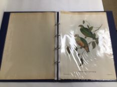 JOHN GOULD AND H. C. RICHER HAND COLOURED LITHOGRAPHS, PTILINOPUS, PSEPHOTUS AND GEOPELIA