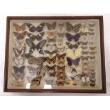 A quantity of mounted butterflies in a rectangular glazed oak case, 38 x 29cm
