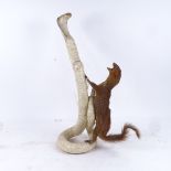 TAXIDERMY - a taxidermic study of a weasel and a cobra, height 51cm