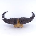 A large pair of buffalo horns, width tip to tip 67cm