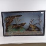TAXIDERMY - 3 female sparrowhawk, in naturalistic surround, in glazed case, height 45cm, width 75cm,