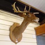 TAXIDERMY - a deer's head and antlers on oak shield plaque, plaque height 43cm