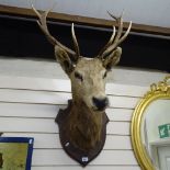 TAXIDERMY - a deer's head and antlers on oak shield, plaque height 44cm