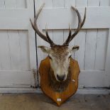 TAXIDERMY - an early 20th century shoulder-mounted 8 point stag's head, on oak shield plaque, plaque