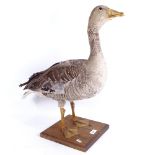 TAXIDERMY - a taxidermic Greylag goose on wooden plinth, height 57cm