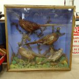 TAXIDERMY - a large diorama of pheasant and partridge family birds, in naturalistic surround, in