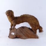TAXIDERMY - a taxidermic study of a polecat on a wooden plinth, length 39cm