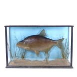 TAXIDERMY - a bream in naturalistic reed bed setting, in rectangular glazed ebonised case, length
