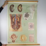 A medical diagram poster, Urinary Apparatus, cloth-backed, width 80cm Very good condition