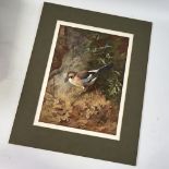 Archibald Thorburn, colour print, Jay, signed in pencil, image 14" x 10", mounted Good condition