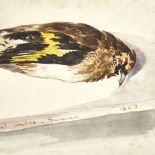 19th century watercolour, study of a finch, dated 1842, 3.75" x 5.75", mounted Light foxing