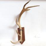 TAXIDERMY - a single 6-point stag horn, on wall bracket, horn height 65cm