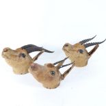TAXIDERMY - 3 antelope heads, with wood-mounted hanging backings (3)