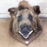 TAXIDERMY - a wild boar's head mounted on oak shield plaque, plaque height 70cm