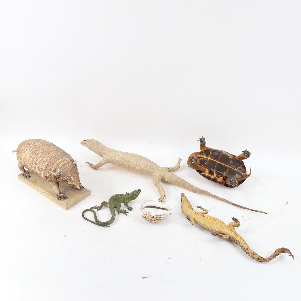 TAXIDERMY - various pieces, including armadillo, albino lizard, baby blonde shell tortoise, baby - Image 2 of 2