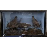 TAXIDERMY - a group of 3 grey partridge, in naturalistic setting and glazed case, W75cm, H45cm,