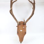 TAXIDERMY - a pair of staghorn antlers melted on shaped wood coat hanger wall bracket, bracket