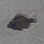 A large 50 million year old Eocene-era Priscacara liops fossilised fish stone panel, from the