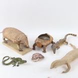 TAXIDERMY - various pieces, including armadillo, albino lizard, baby blonde shell tortoise, baby