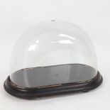 A small glass dome on ebonised base, dome length 25.5cm, depth 13cm, internal height 16.5cm