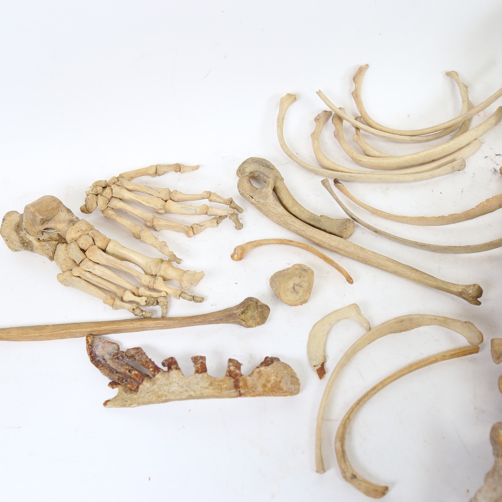 A 19th century human skeleton, in original Deal box with Millikin & Lawley label - Image 3 of 8