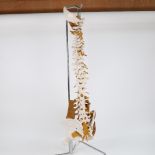 A modern vertebral column classroom model, on chrome stand, height 90cm