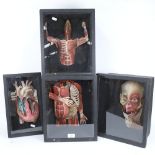 A group of four 3-dimensional anatomical cardboard cut-outs, in display case frames, largest