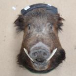 TAXIDERMY - boar's head on shield panel