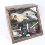 An unusual table-top oak cabinet, containing various oddities, animal skulls etc, W39cm, H33cm,