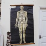 A mid-20th century Adam Rouilly & Co Ltd anatomical poster / skeletal wall chart, 130 x 75cm