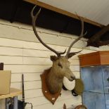 TAXIDERMY - a stag's head and antlers, mounted on oak shield, shield height 52cm