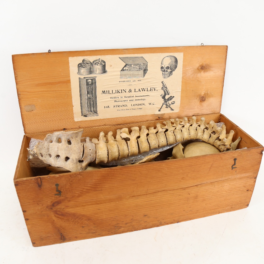 A 19th century human skeleton, in original Deal box with Millikin & Lawley label