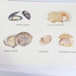 Gilbert Declercq (Belgian - born 1946), 4 limited edition lithographs of sea creatures for