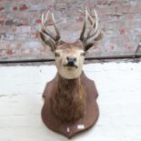 TAXIDERMY - a stag's head and antlers, on oak shield plaque, plaque height 50cm