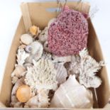 Various large coral specimens, seashells etc (boxful)