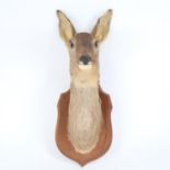 TAXIDERMY - a deer's head, mounted on oak shield plaque, plaque height 28cm