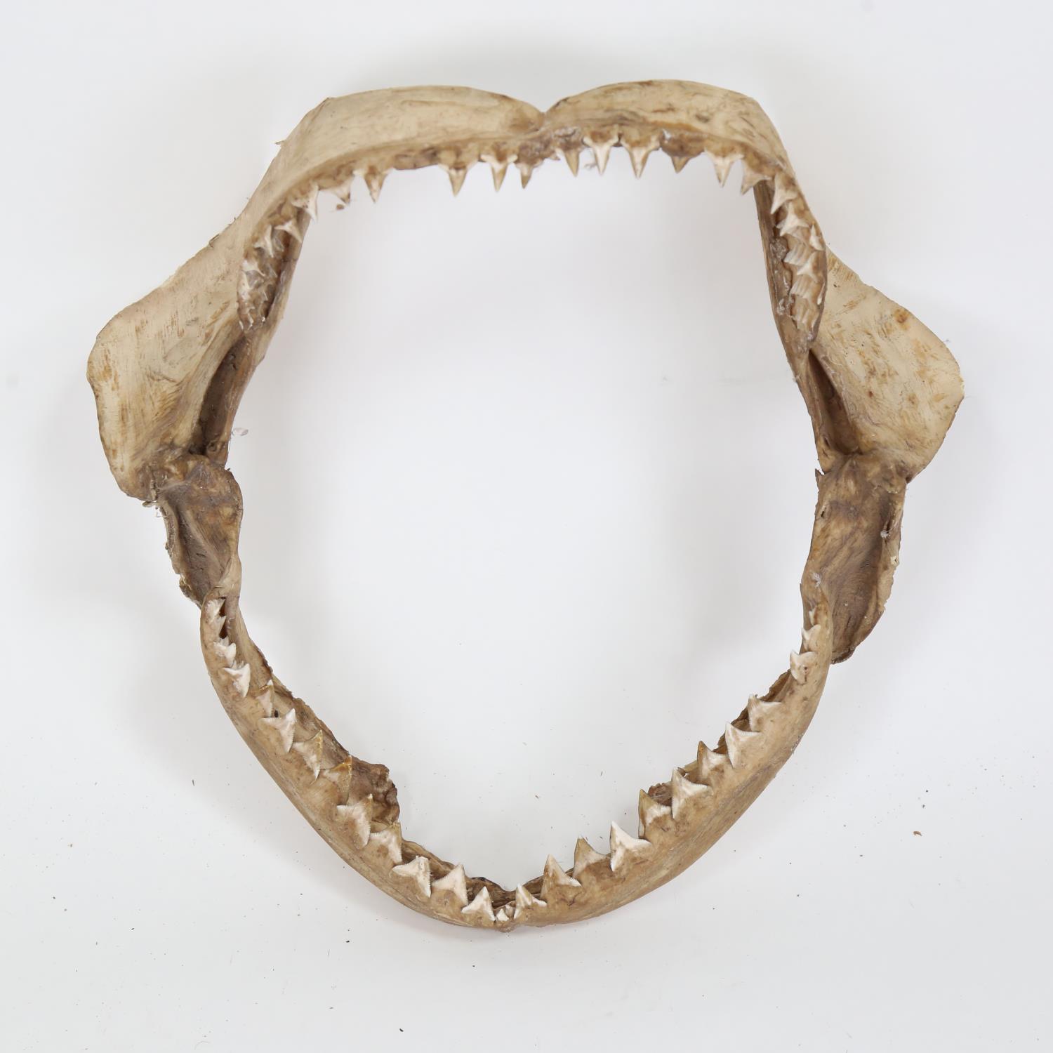 TAXIDERMY - a shark's jaw, 28cm x 28cm