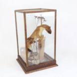 TAXIDERMY - a red stoat in naturalistic setting, cased, H24cm x 24cm x 39cm