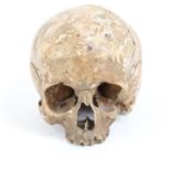 ANATOMY - a human skull, length 18cm