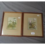H Betteridge, pair of watercolours, botanical studies, signed, 15cm x 11cm, framed