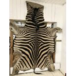 A large Antique zebra skin, circa 1920, skin is complete with ears, mane, and tail