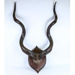 A large pair of twisted antelope horns, mounted on oak shield wall plaque, overall height approx